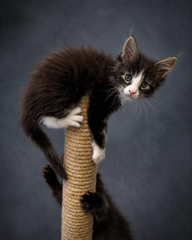 Striking European Black Tabby With White MaineCoon photo 6