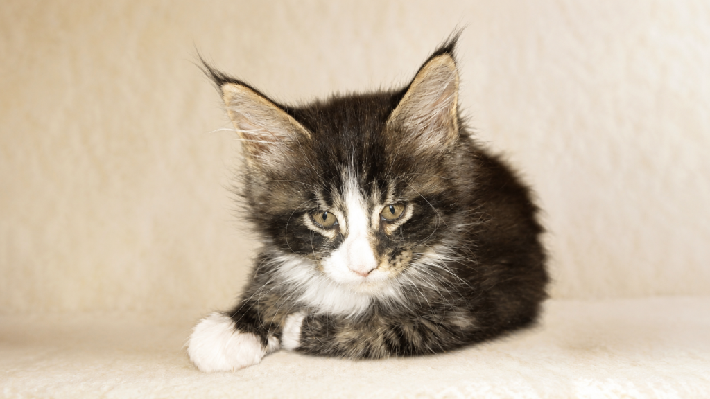 Striking European Black Tabby With White MaineCoon photo 2