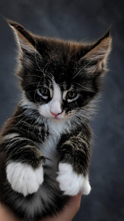 Striking European Black Tabby With White MaineCoon photo 7