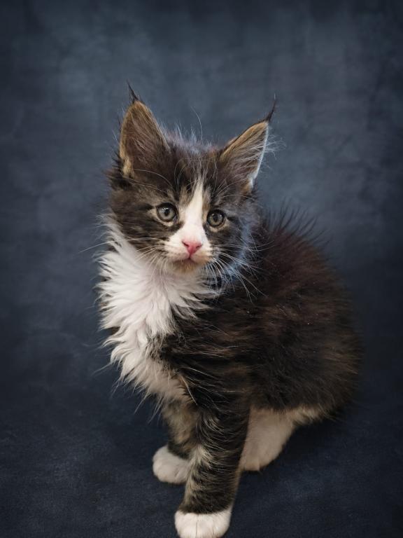 Striking European Black Tabby With White MaineCoon photo 5