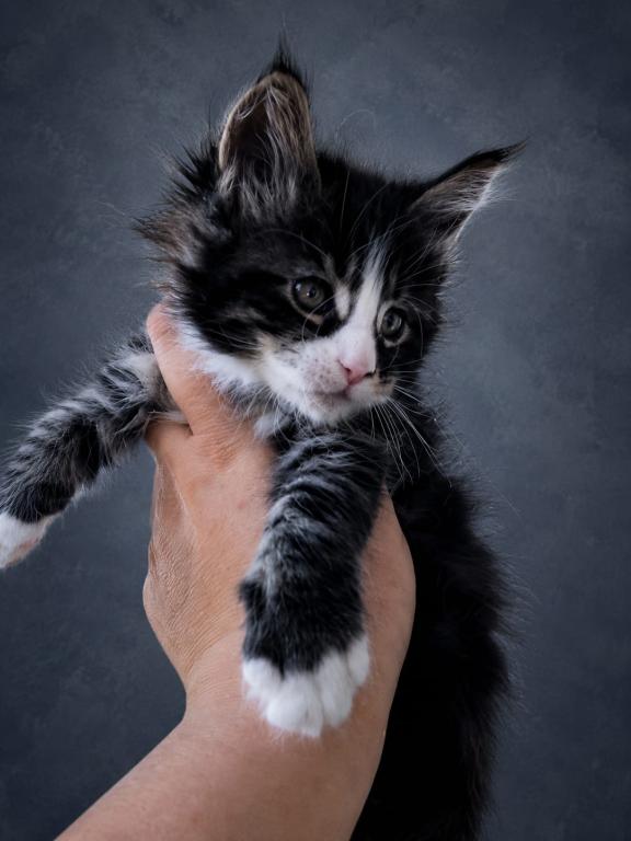 Striking European Black Tabby With White MaineCoon photo 10