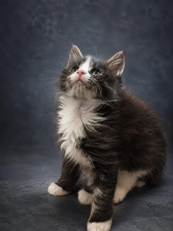 Striking European Black Tabby With White MaineCoon photo 3