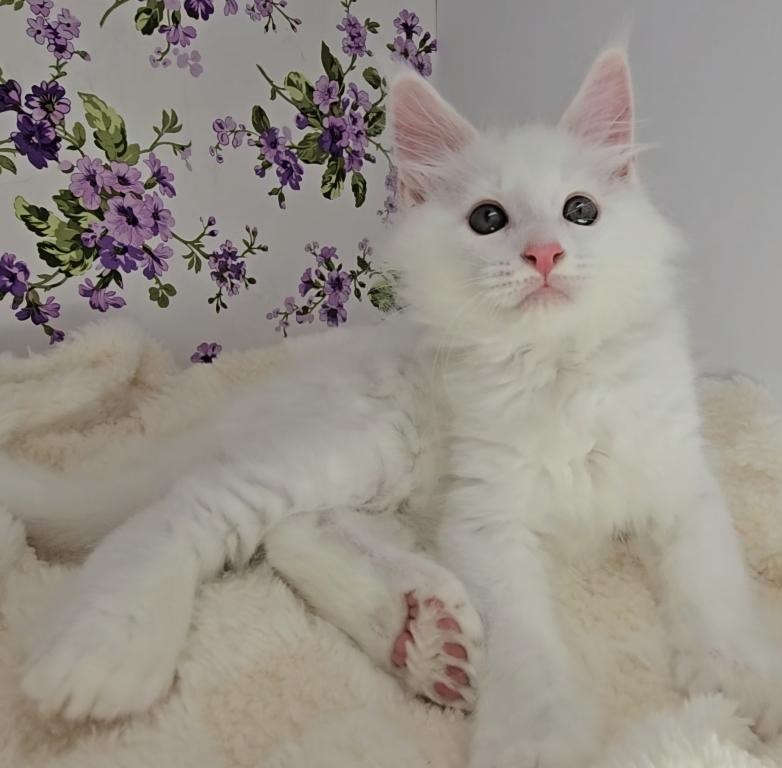 Knuckles Champion Bloodlines PENDING photo 17