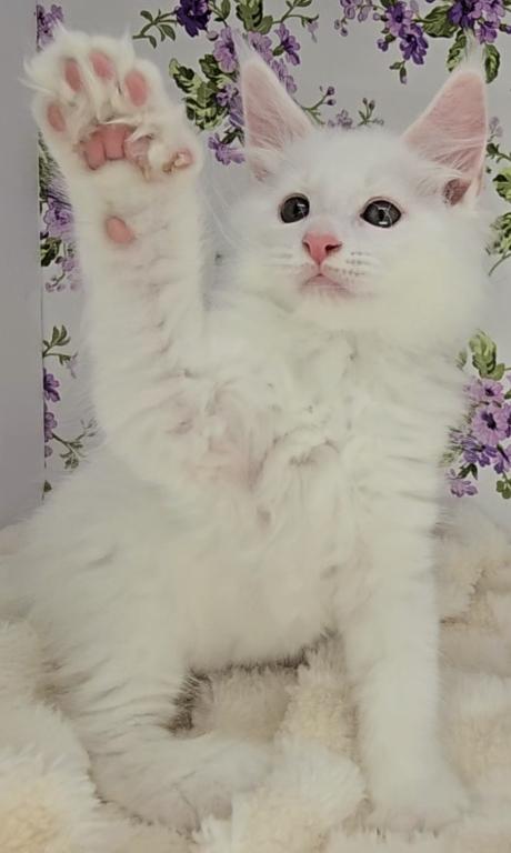 Knuckles Champion Bloodlines PENDING photo 10