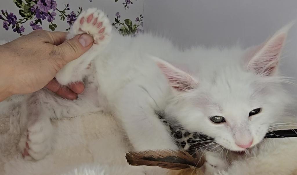 Knuckles Champion Bloodlines PENDING photo 14