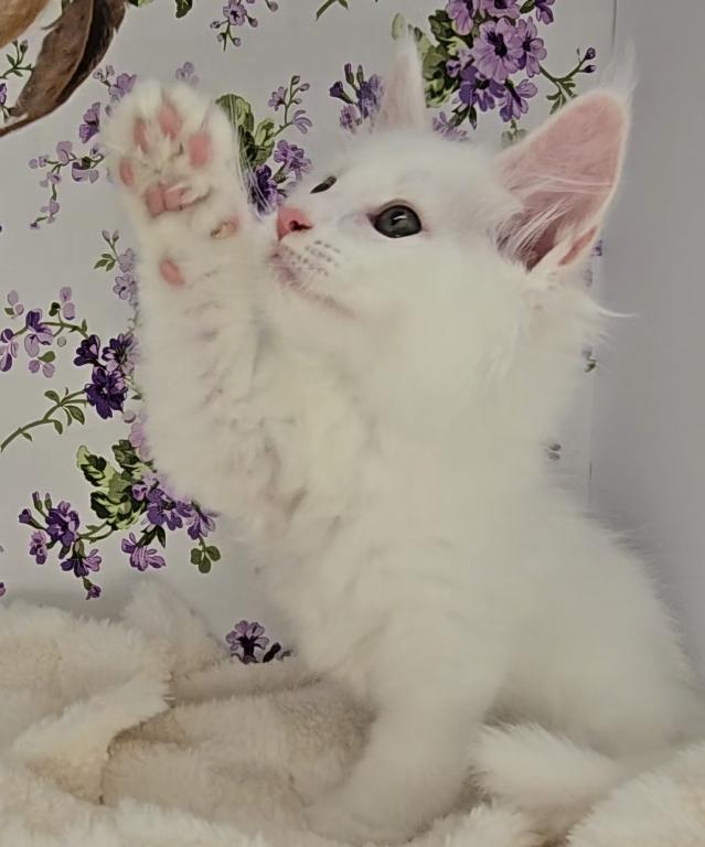 Knuckles photo 4
