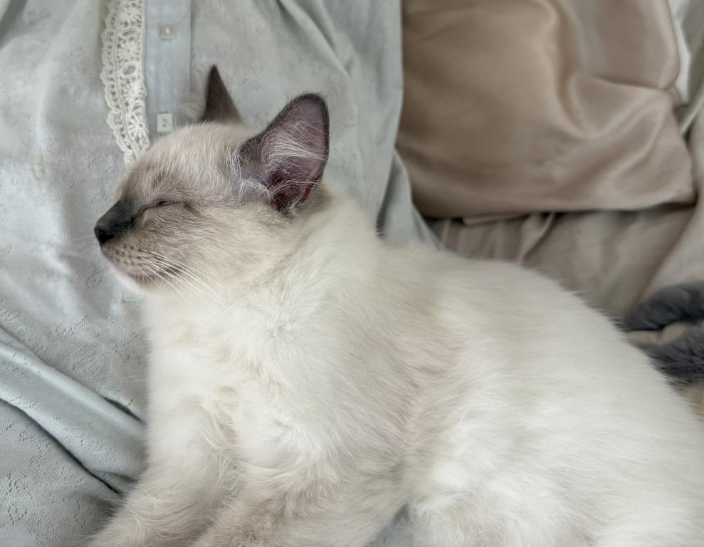 Gorgeous Loving Ragdoll Blue Point Male Mitted photo 2