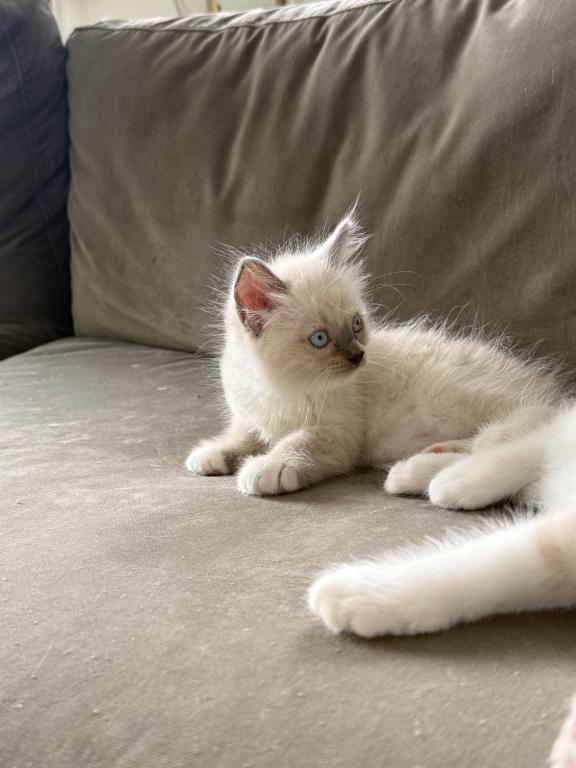 Gorgeous Ragdoll Blue Point Male Socked Mitted photo 7