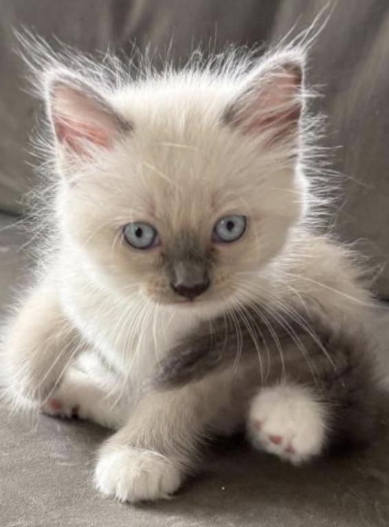 Gorgeous Ragdoll Blue Point Male Socked Mitted photo 1
