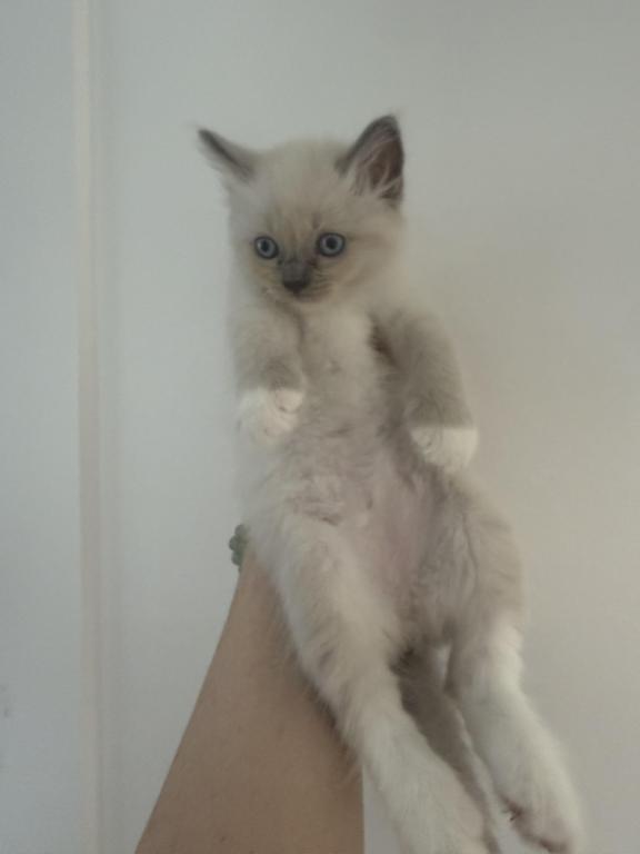 Gorgeous Ragdoll Blue Point Male Socked Mitted photo 13