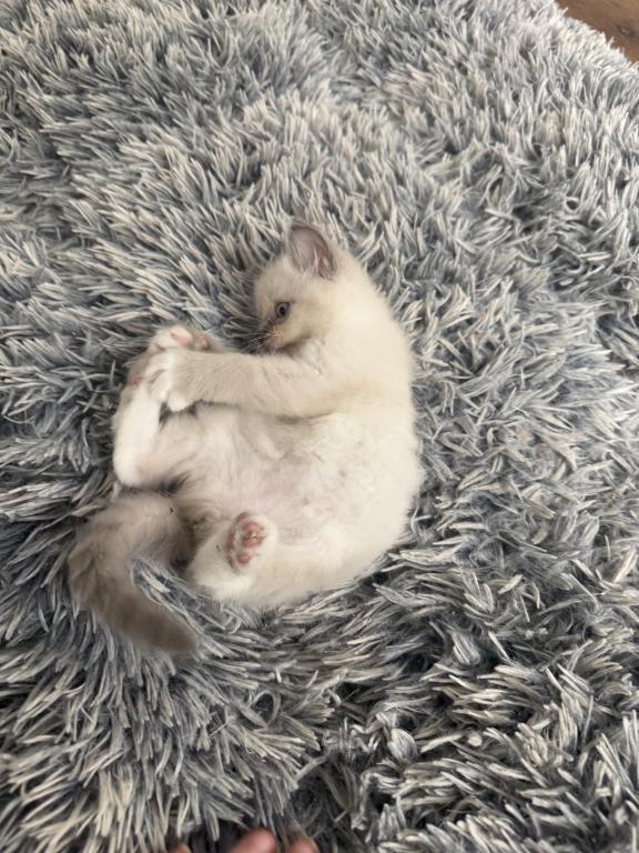 Gorgeous Ragdoll Blue Point Male Socked Mitted photo 10