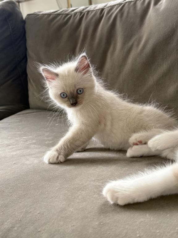 Gorgeous Ragdoll Blue Point Male Socked Mitted photo 9