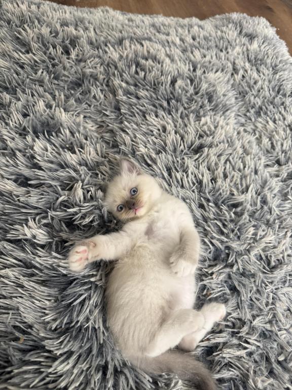 Gorgeous Ragdoll Blue Point Male Socked Mitted photo 12
