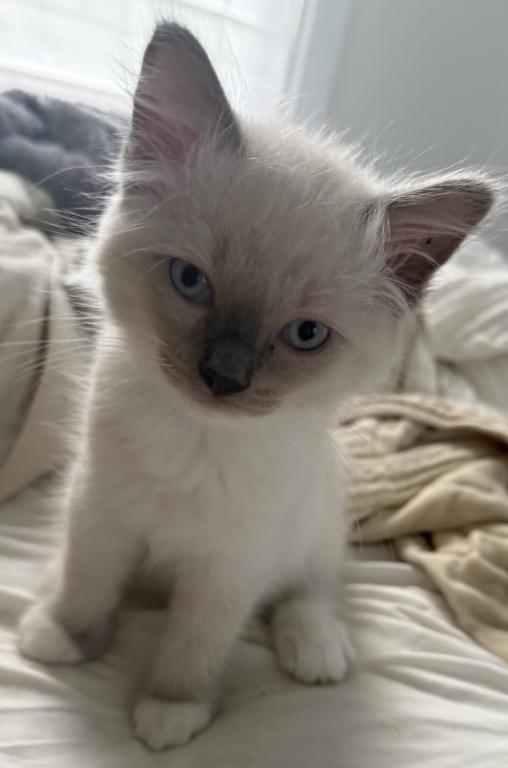 Gorgeous Ragdoll Blue Point Male Socked Mitted photo 3