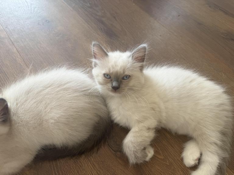 Gorgeous Ragdoll Blue Point Male Socked Mitted photo 5