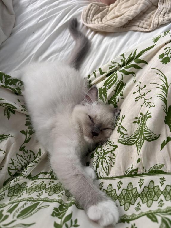 Gorgeous Ragdoll Blue Point Male Socked Mitted photo 4