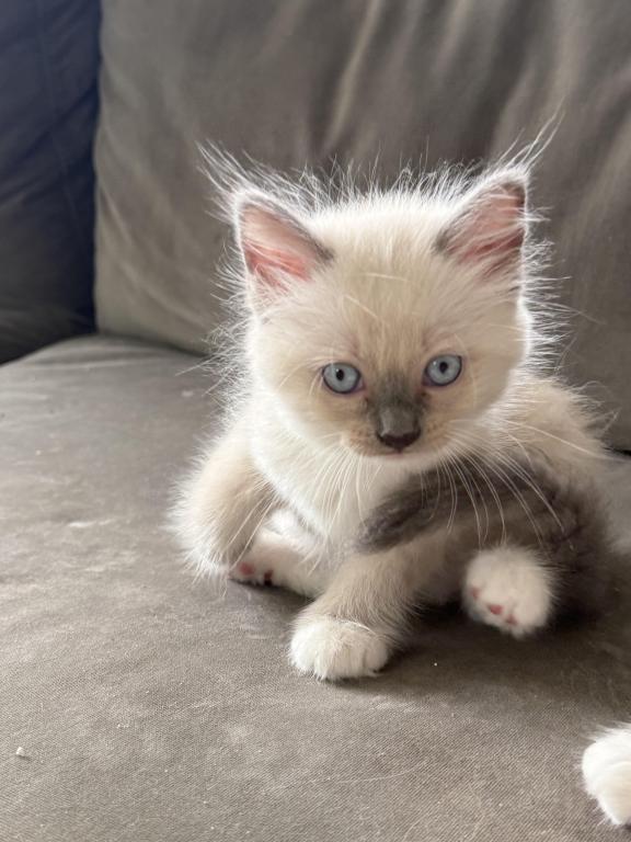Gorgeous Ragdoll Blue Point Male Socked Mitted photo 8