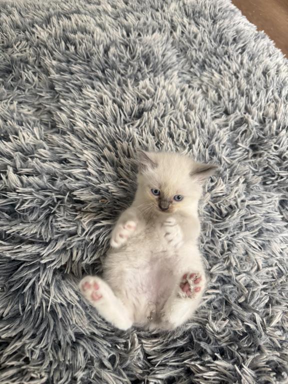 Gorgeous Ragdoll Blue Point Male Socked Mitted photo 11