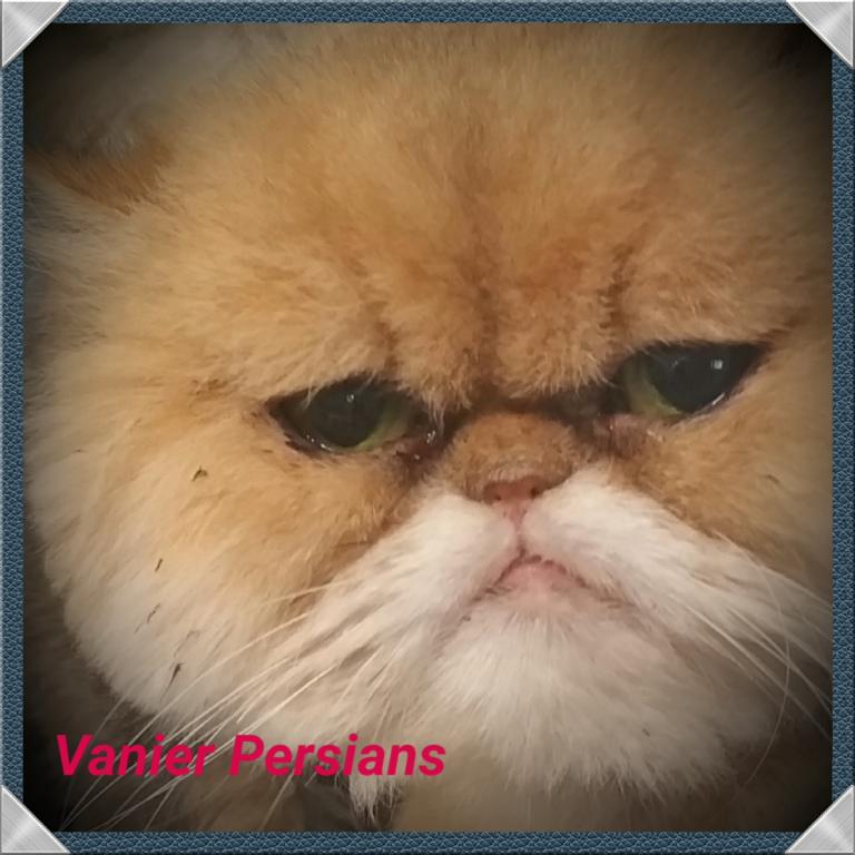 Persian Adoption photo 1