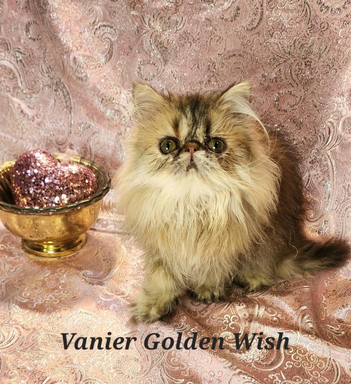 Persian Adoption photo 2