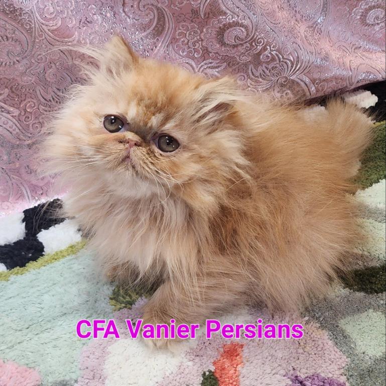 Persian Adoption photo 3