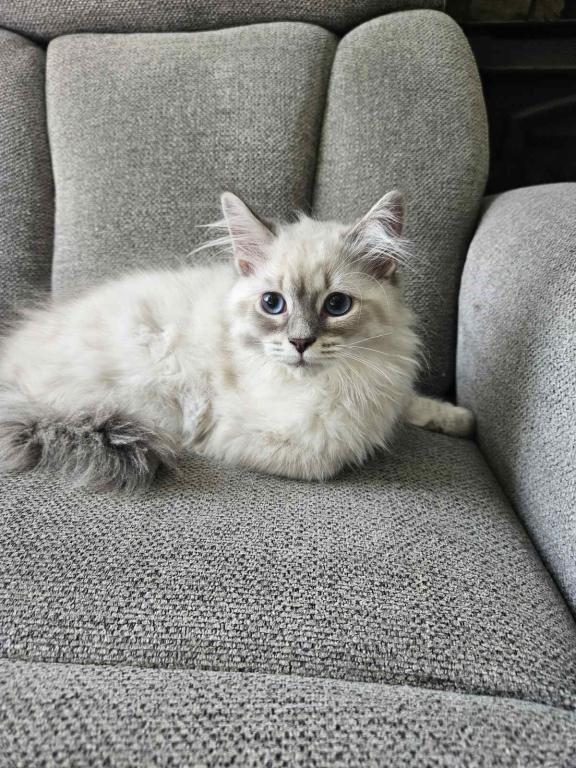Siberian Nevas Kittens photo 1