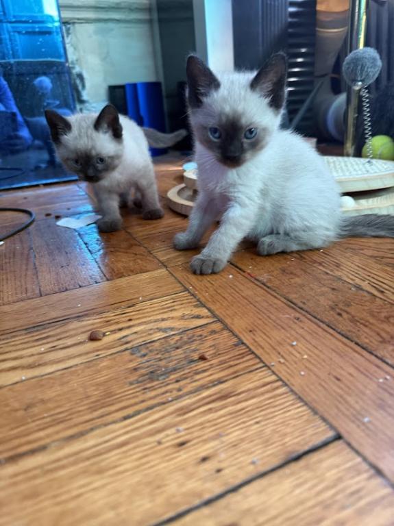 Bonded Pair Litter What A Treat photo 13