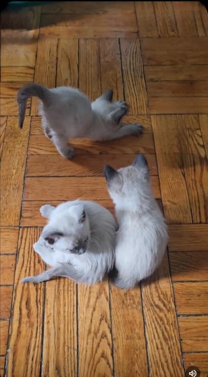 Bonded Pair Litter What A Treat photo 4