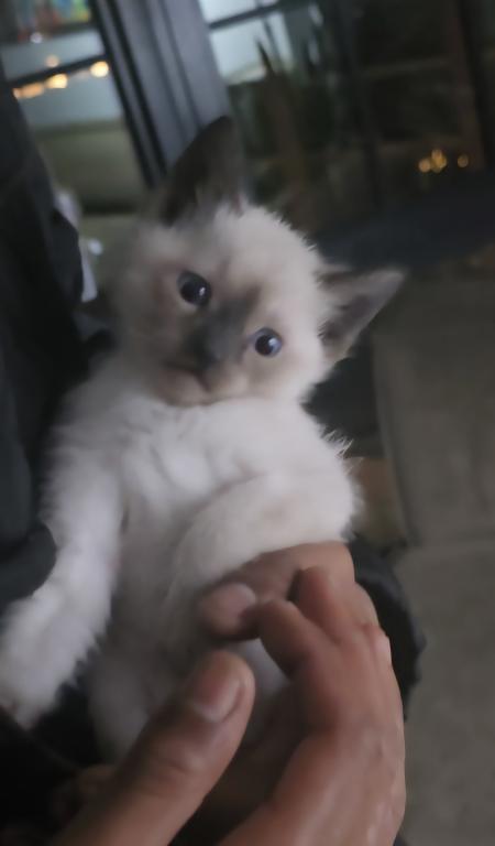 Bonded Pair Litter What A Treat photo 2