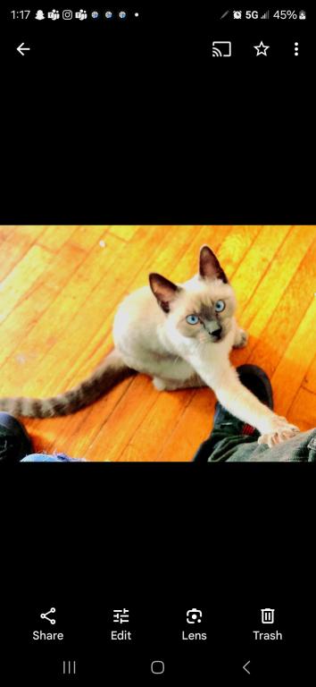 Bonded Pair Litter What A Treat photo 5