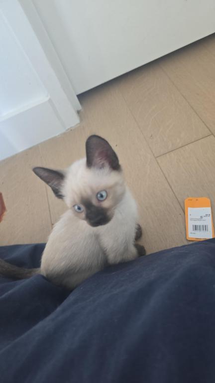 Bonded Pair Litter What A Treat photo 10