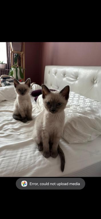 Bonded Pair Litter What A Treat