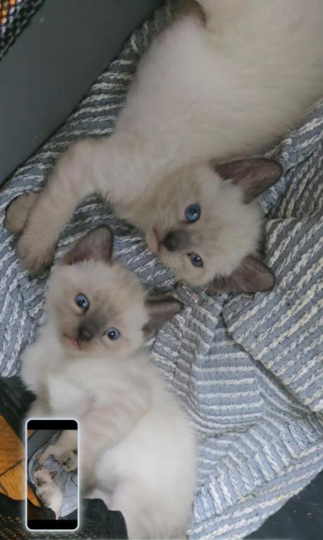 Bonded Pair Litter What A Treat photo 3