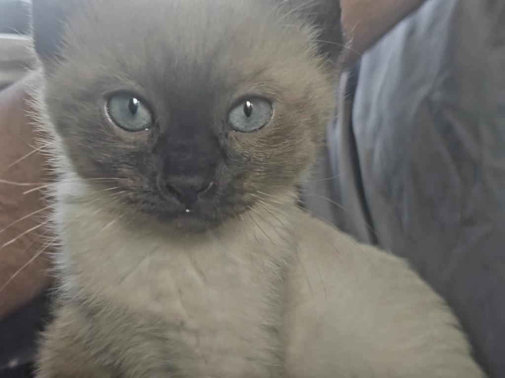 Bonded Pair Litter What A Treat photo 7