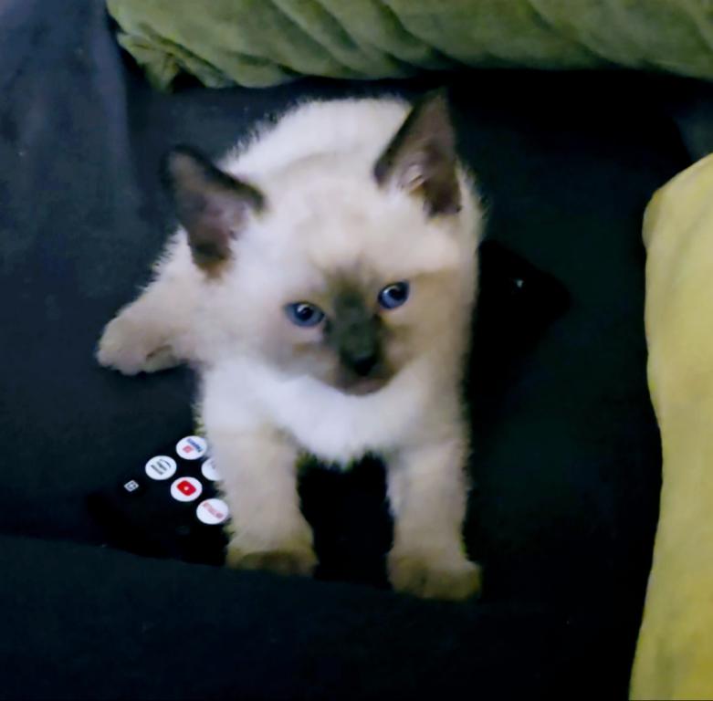 Bonded Pair Litter What A Treat photo 6