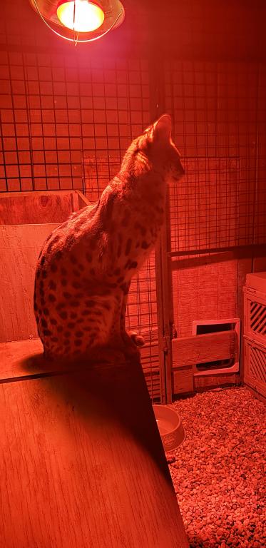 Savannahs F1 F2 F7 Coming Soon Join Our Waitlist photo 4