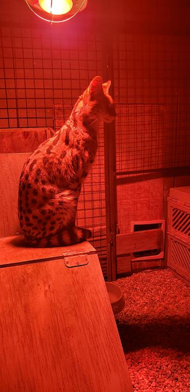 Savannahs F1 F2 F7 Coming Soon Join Our Waitlist photo 9