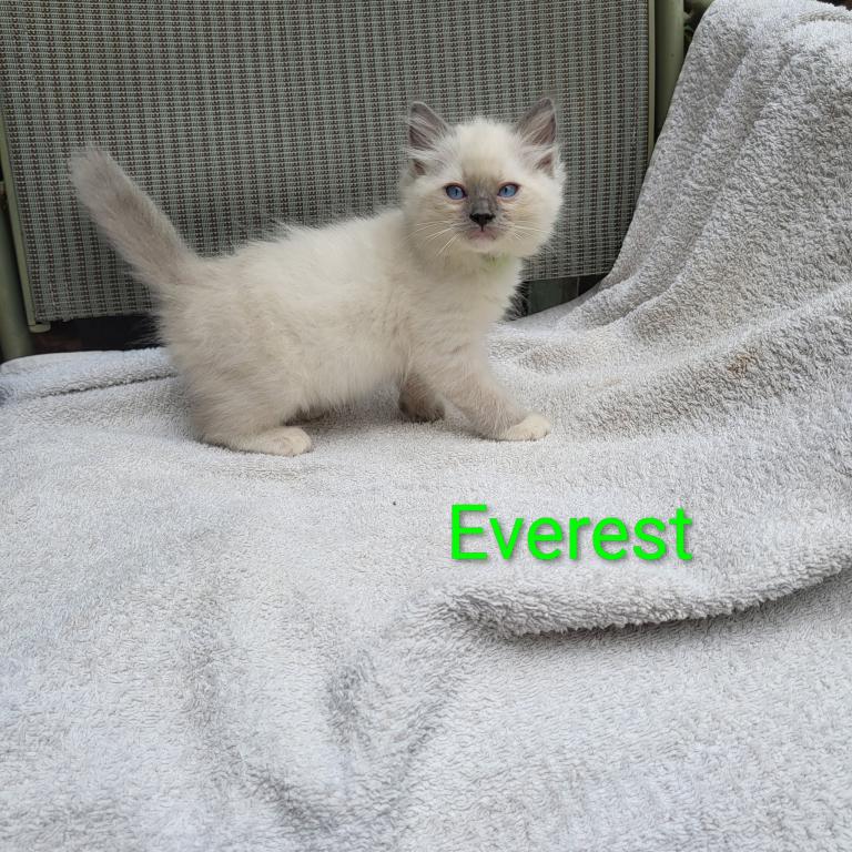 Everest