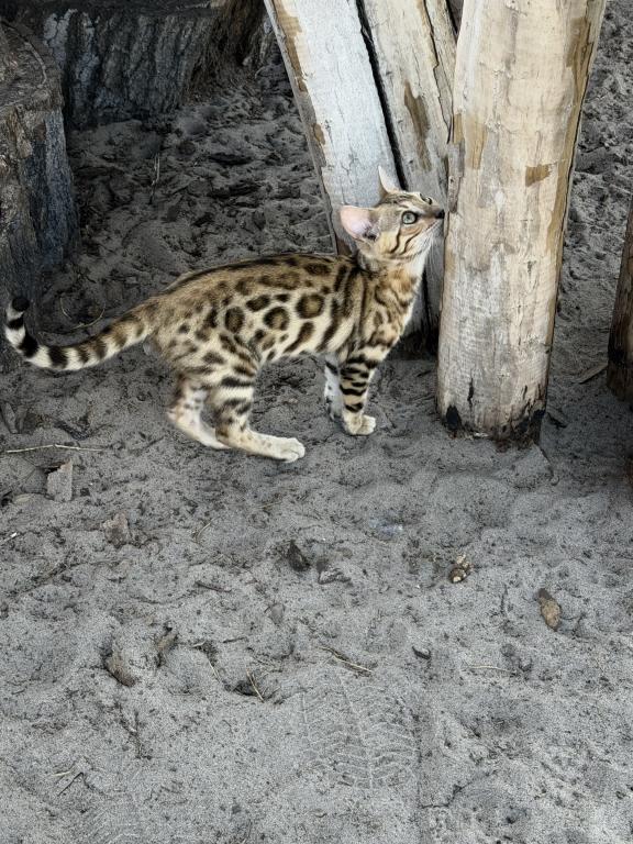 Bengal Extravaganza photo 9