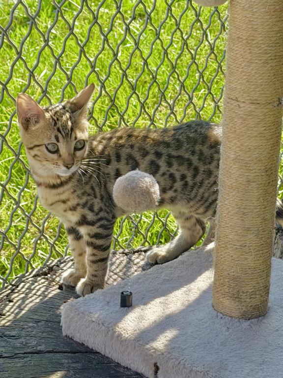 Bengal Extravaganza photo 15