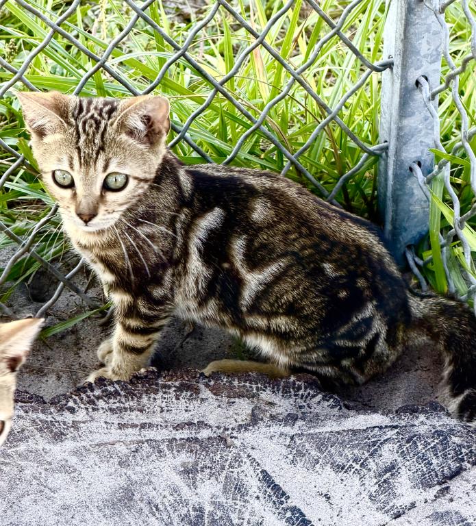 Bengal Extravaganza photo 7