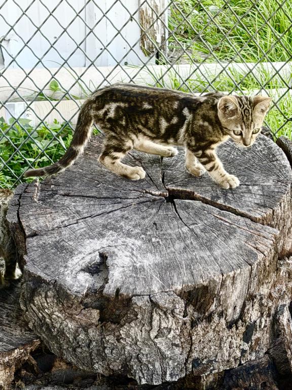Bengal Extravaganza photo 5