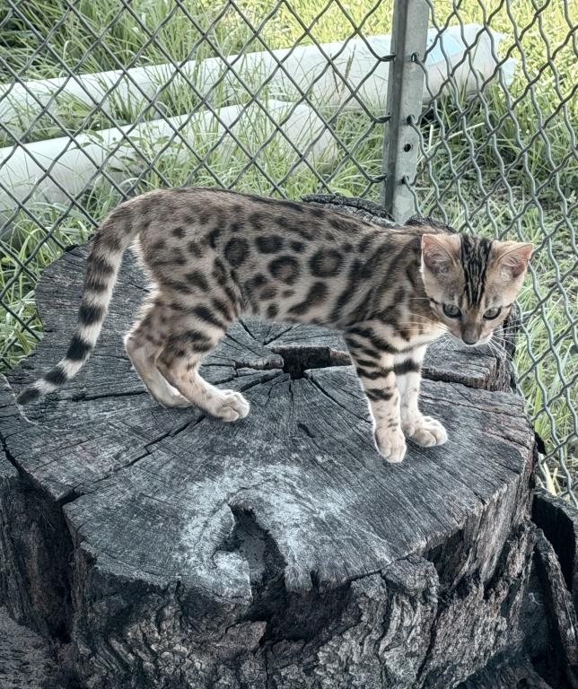 Bengal Extravaganza photo 13