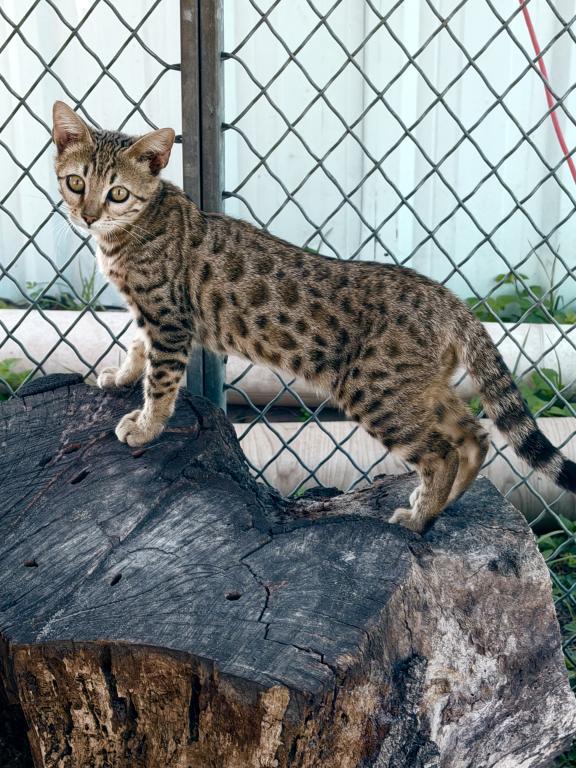 Bengal Extravaganza photo 14