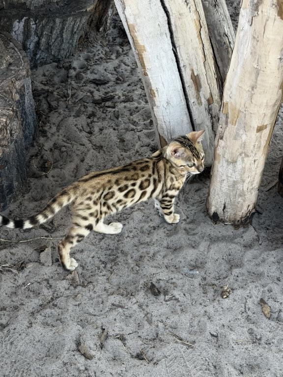 Bengal Extravaganza photo 11