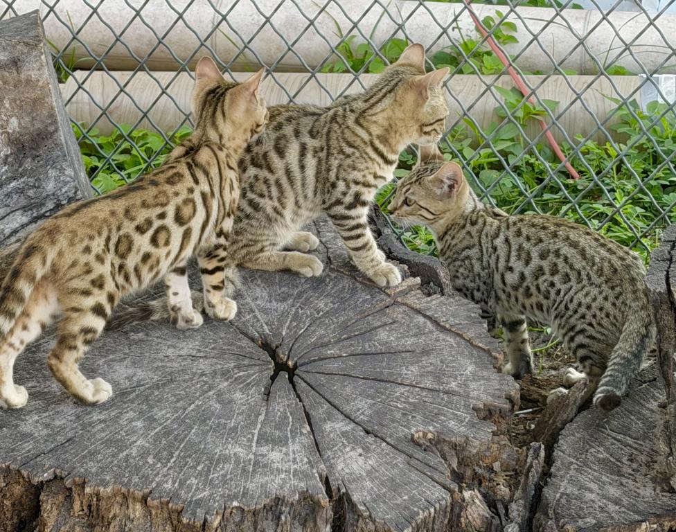 Bengal Extravaganza photo 4