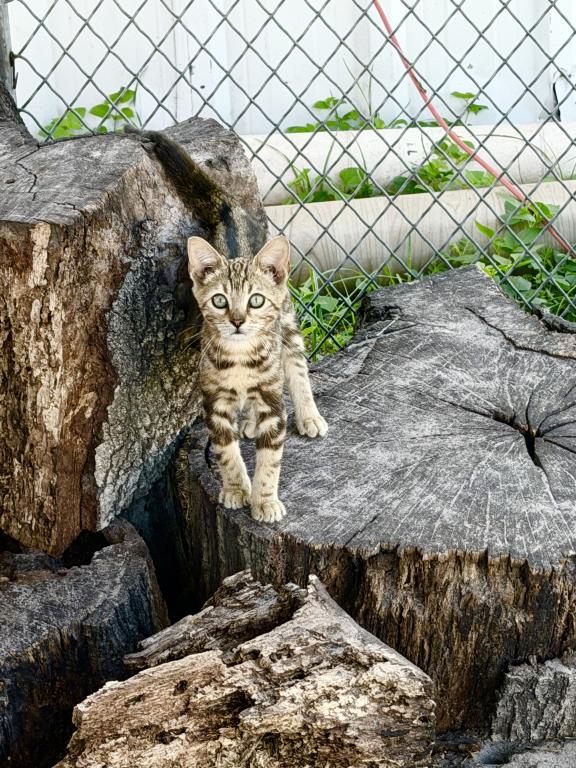 Bengal Extravaganza photo 2