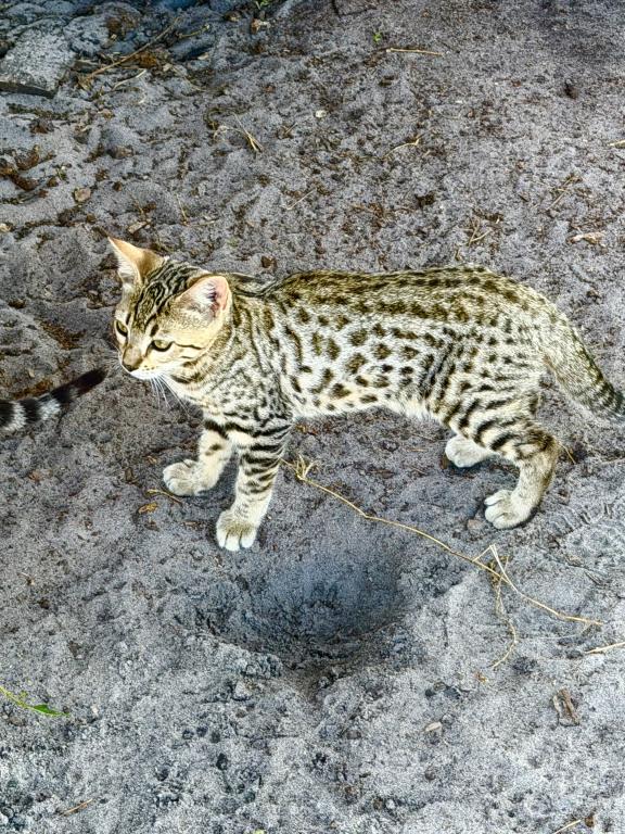 Bengal Extravaganza photo 6