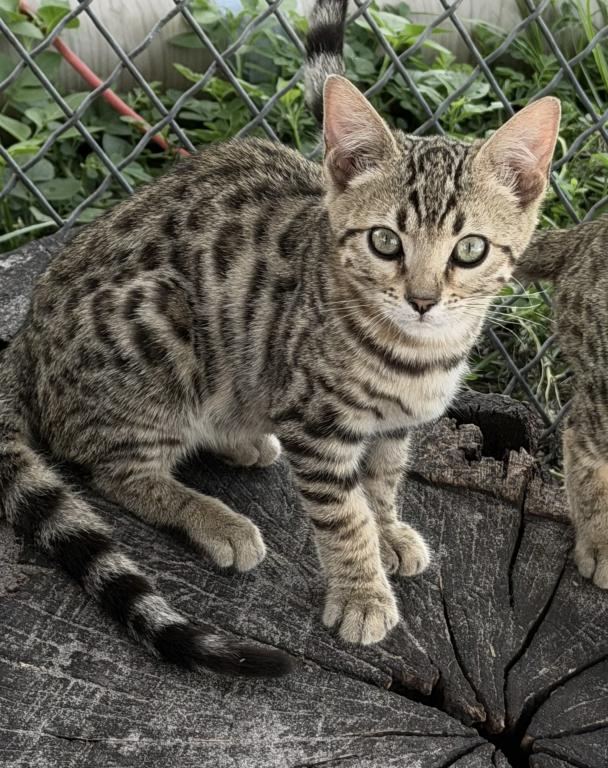 Bengal Extravaganza photo 12