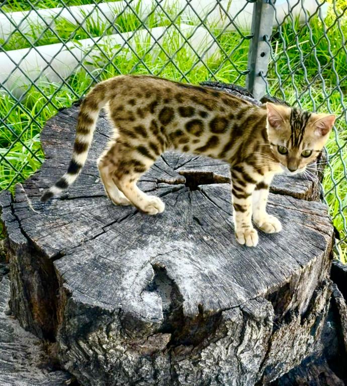 Bengal Extravaganza